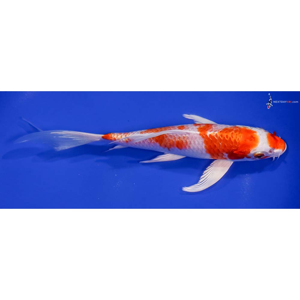 7.5” Imported Hariwake Butterfly Koi