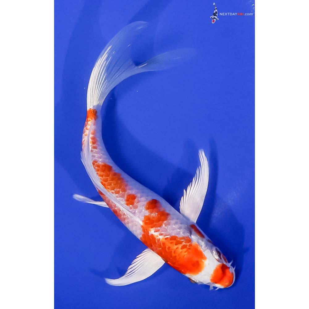 7.5” Imported Hariwake Butterfly Koi