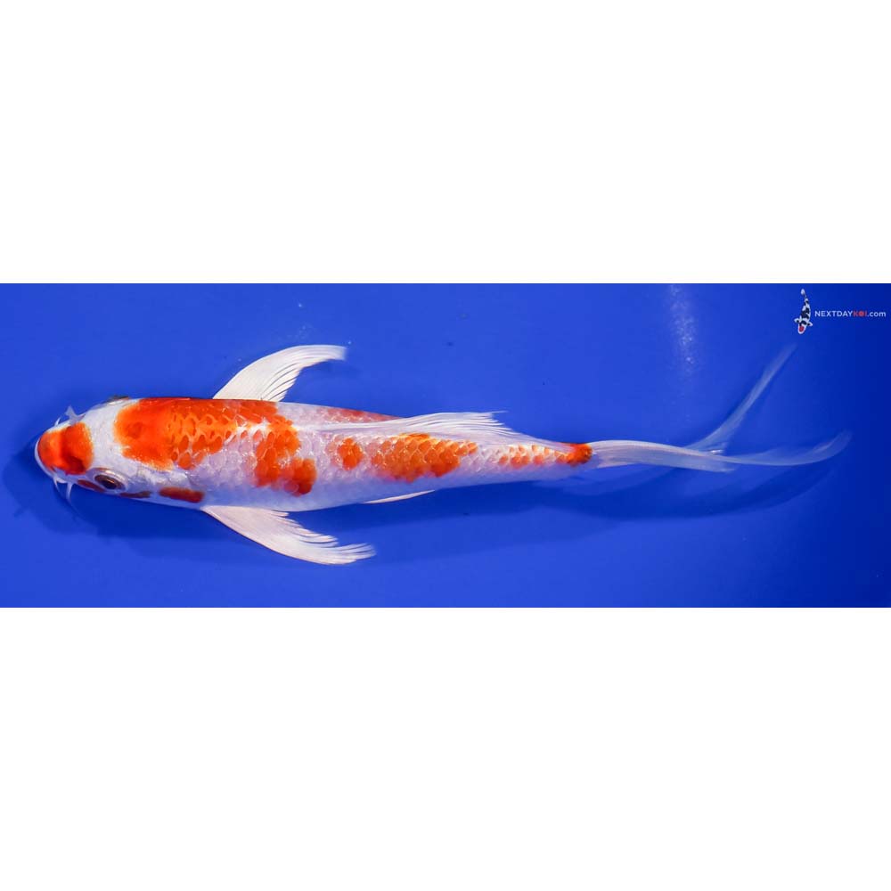 7.5” Imported Hariwake Butterfly Koi