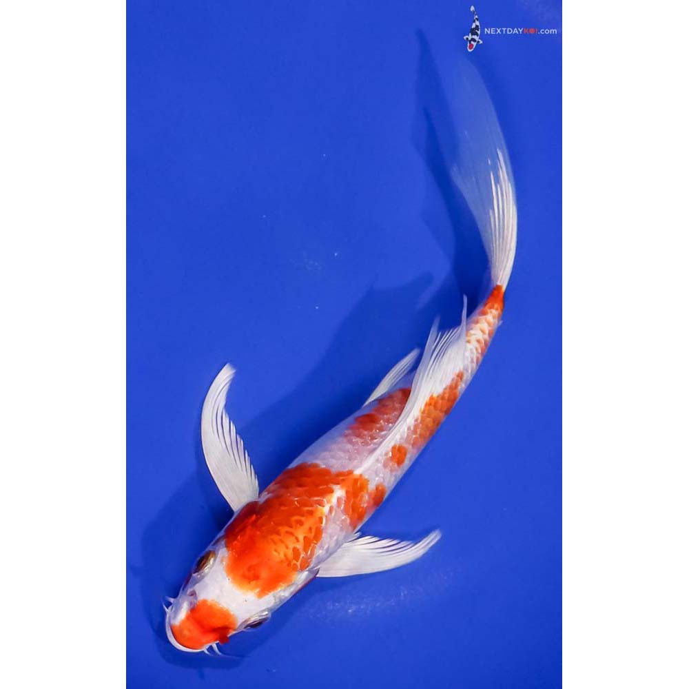 7.5” Imported Hariwake Butterfly Koi