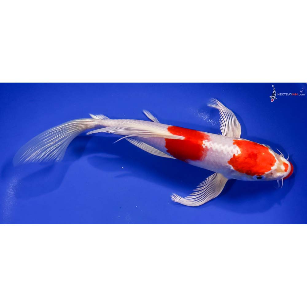 9” Imported Hariwake Butterfly Koi