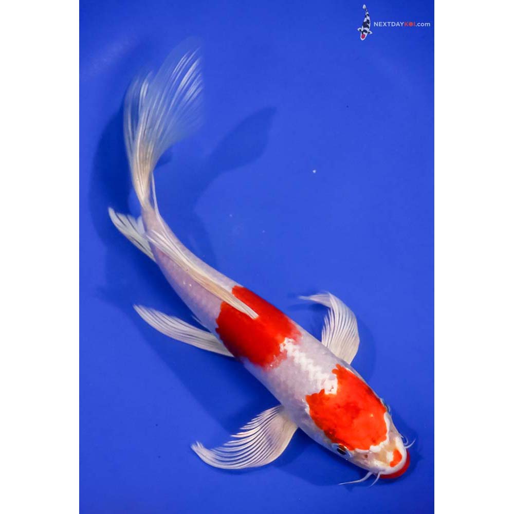 9” Imported Hariwake Butterfly Koi