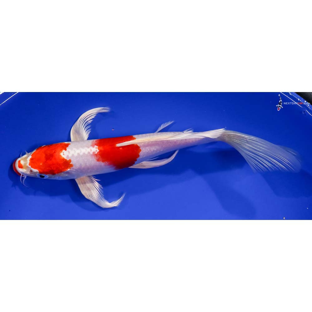 9” Imported Hariwake Butterfly Koi
