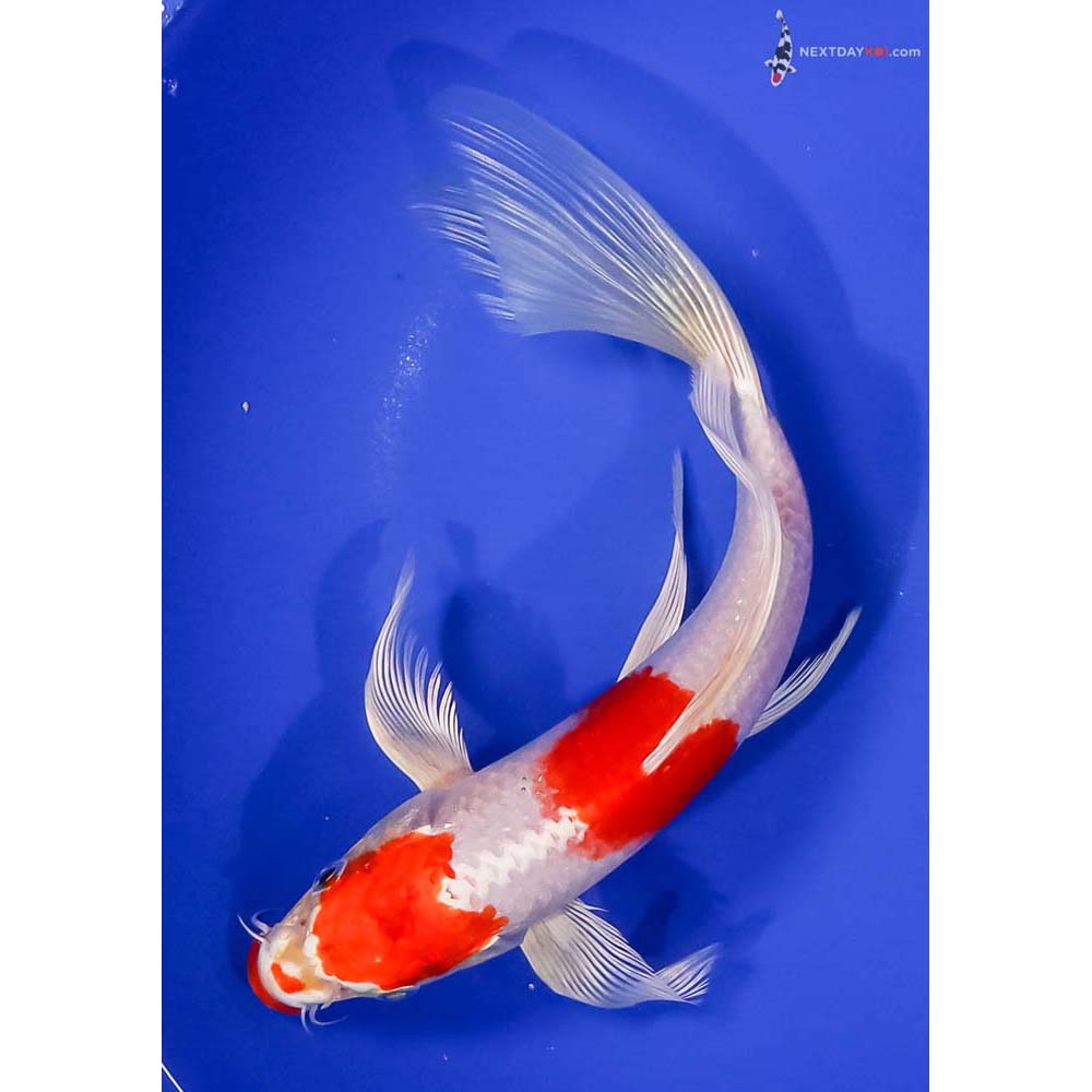 9” Imported Hariwake Butterfly Koi