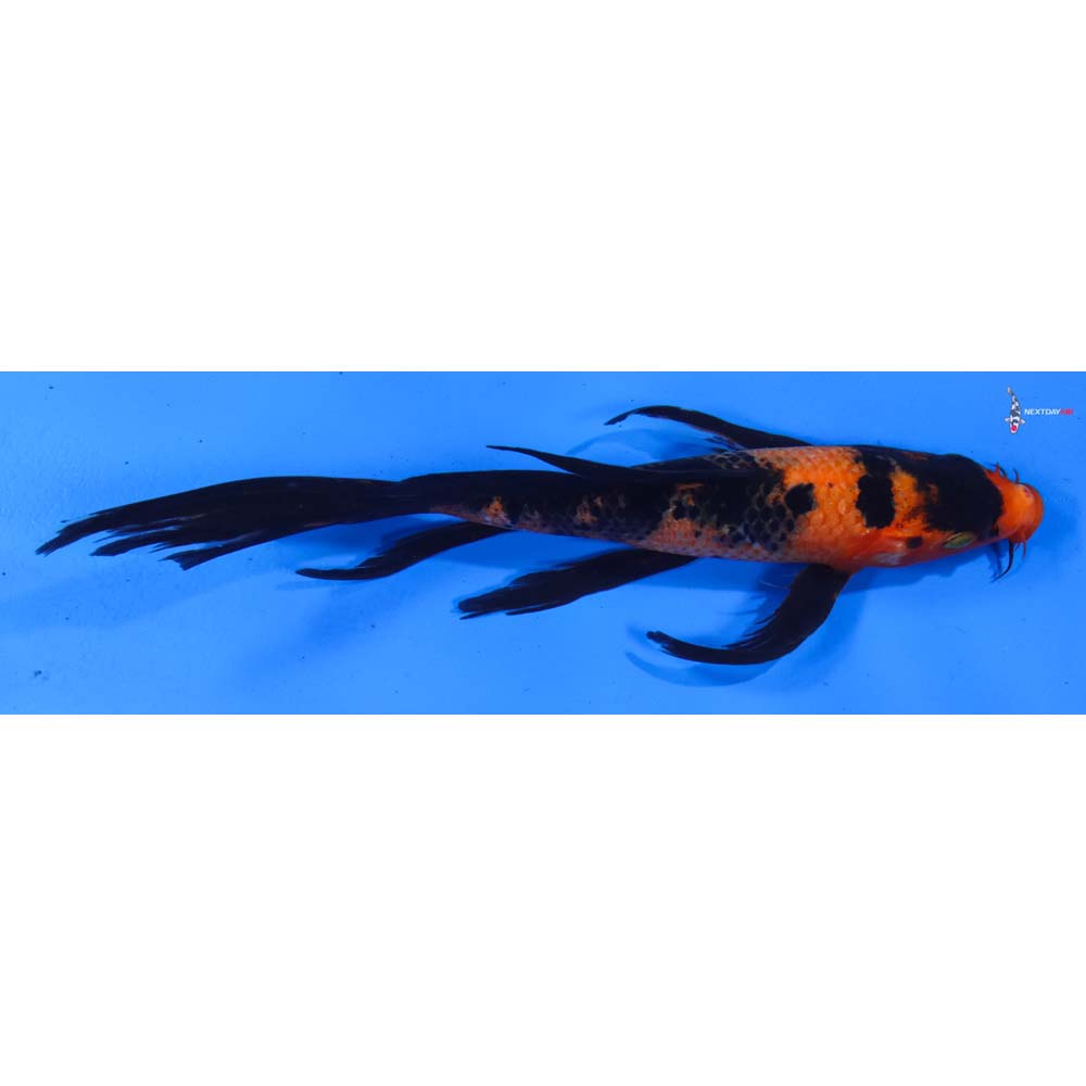 8” Imported Hi Utsuri Butterfly Koi