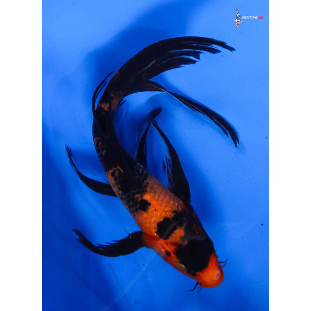 8” Imported Hi Utsuri Butterfly Koi
