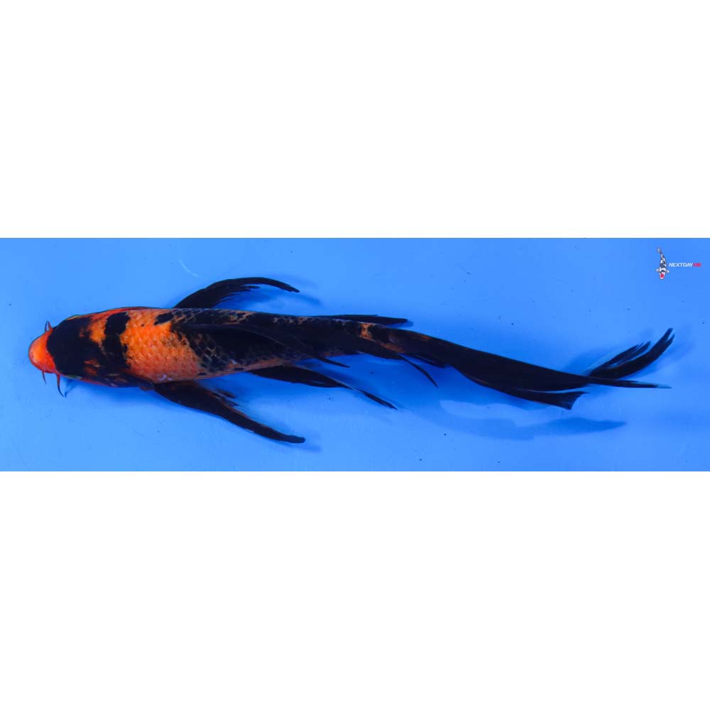 8” Imported Hi Utsuri Butterfly Koi