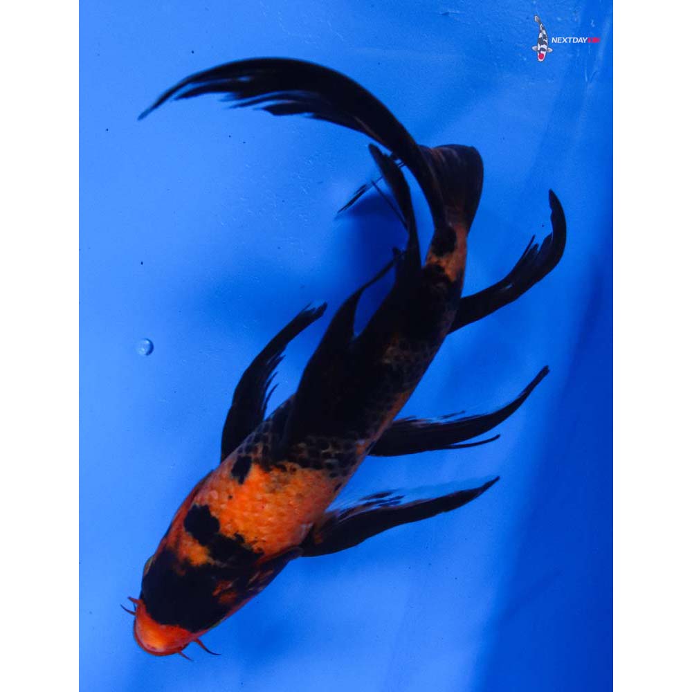8” Imported Hi Utsuri Butterfly Koi