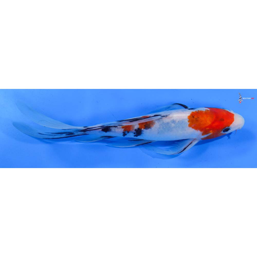 8” Imported Sanke Butterfly Koi