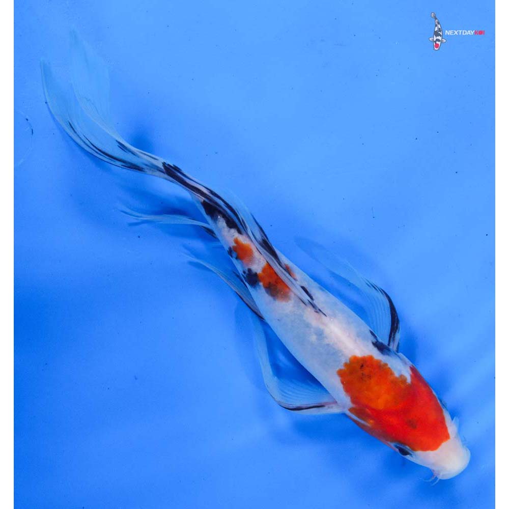 8” Imported Sanke Butterfly Koi