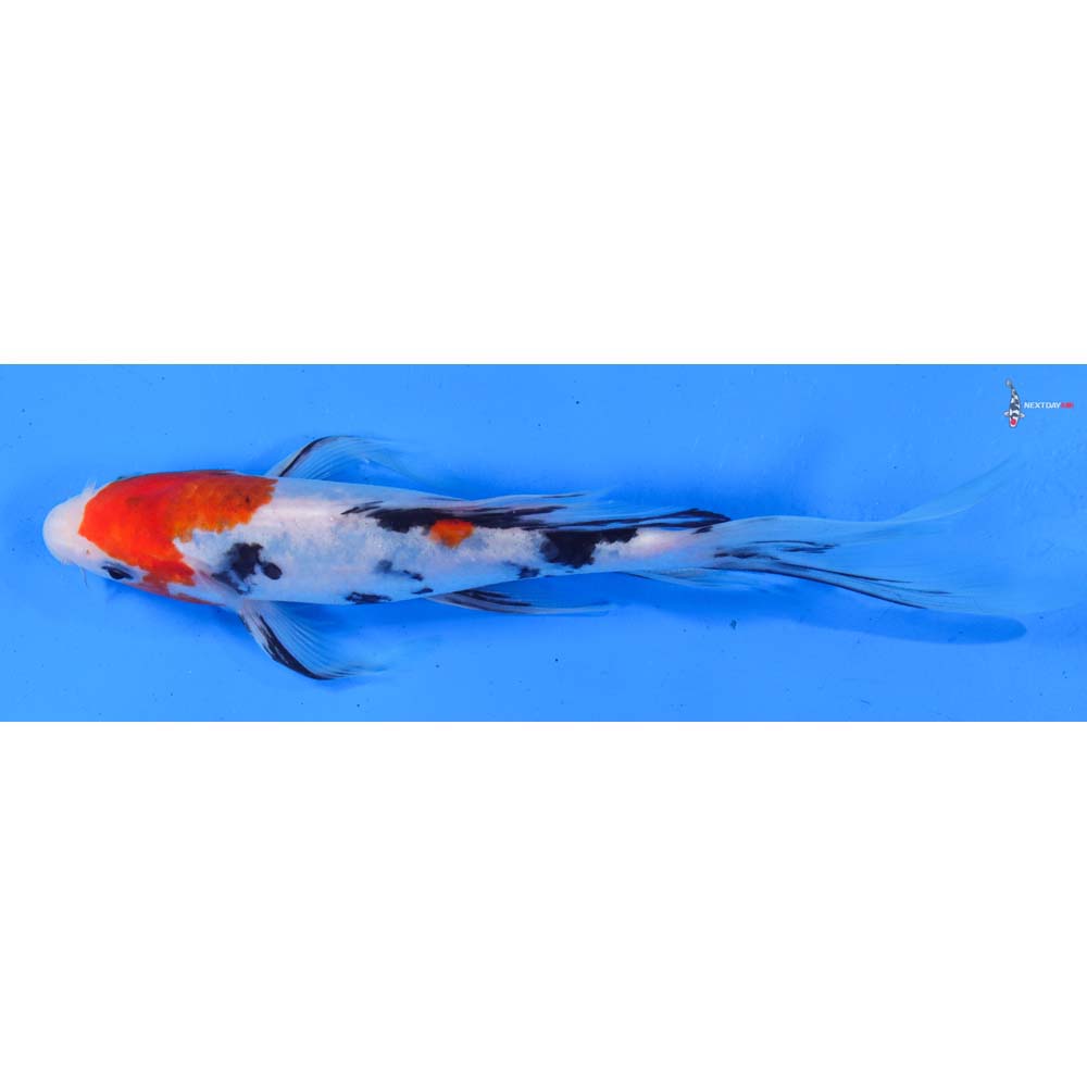 8” Imported Sanke Butterfly Koi