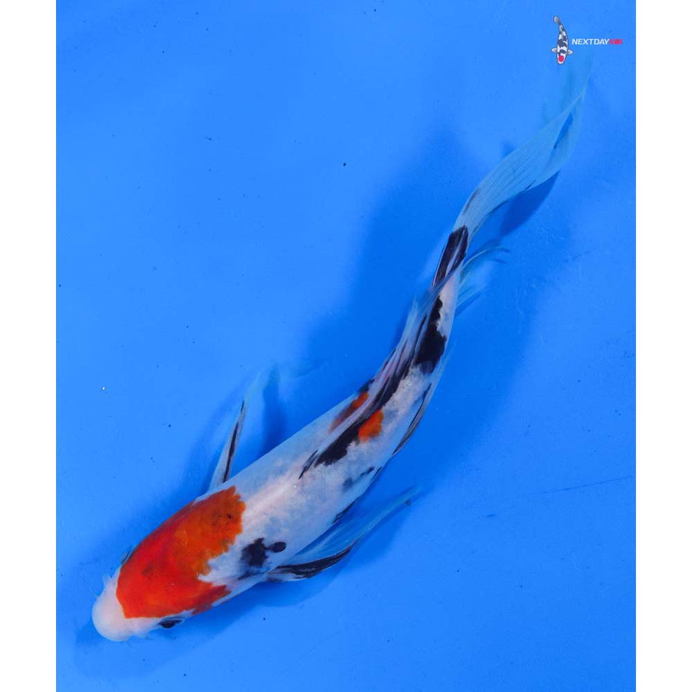 8” Imported Sanke Butterfly Koi