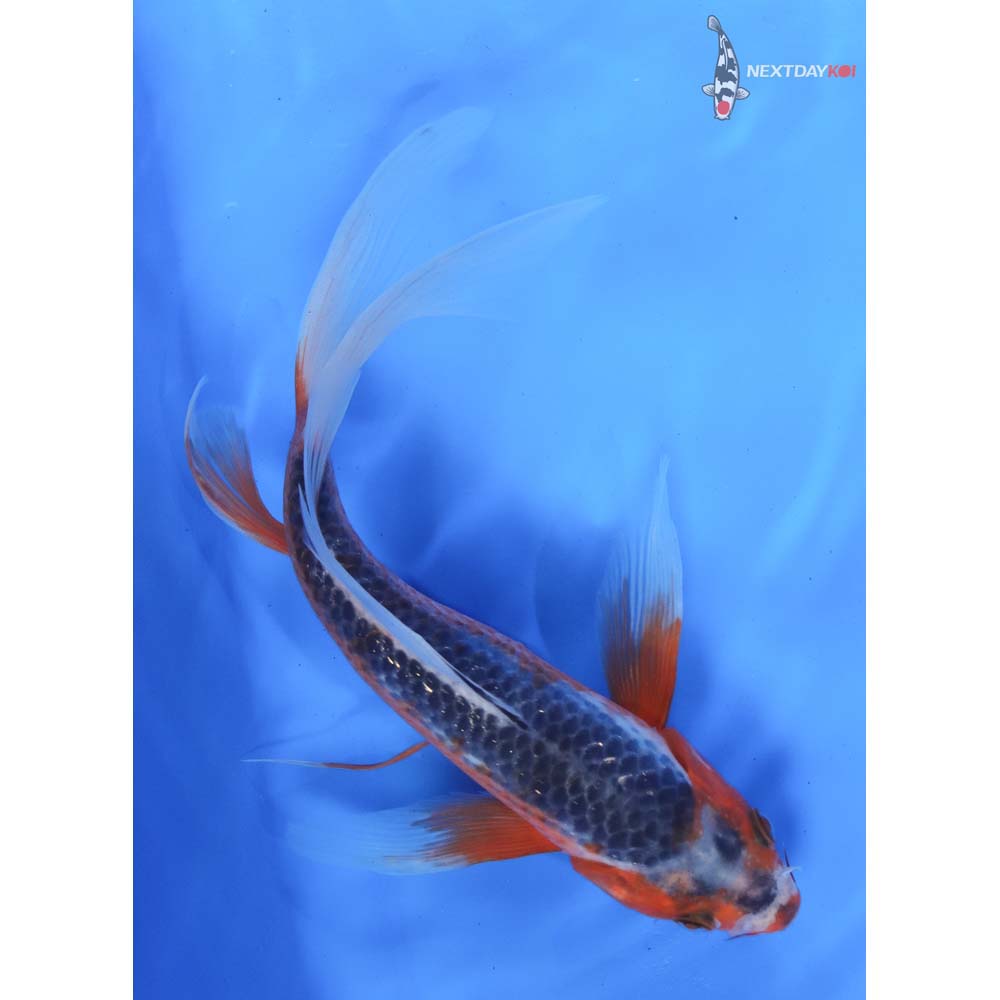 9.5” Imported Asagi Butterfly Koi