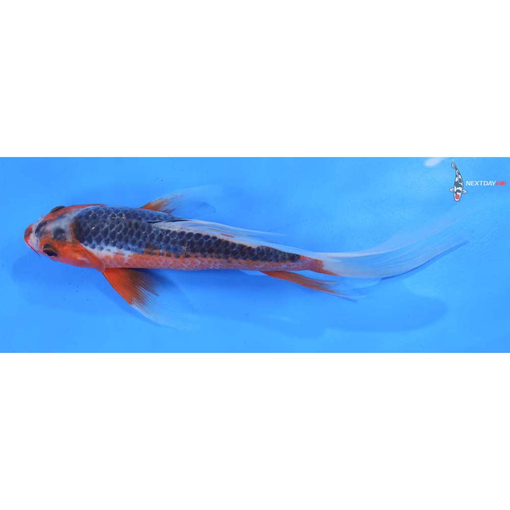 9.5” Imported Asagi Butterfly Koi