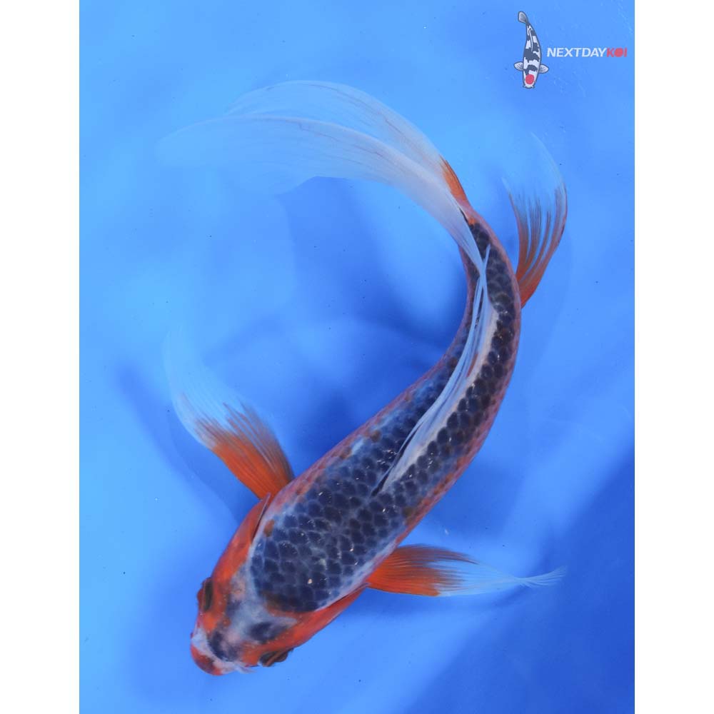 9.5” Imported Asagi Butterfly Koi