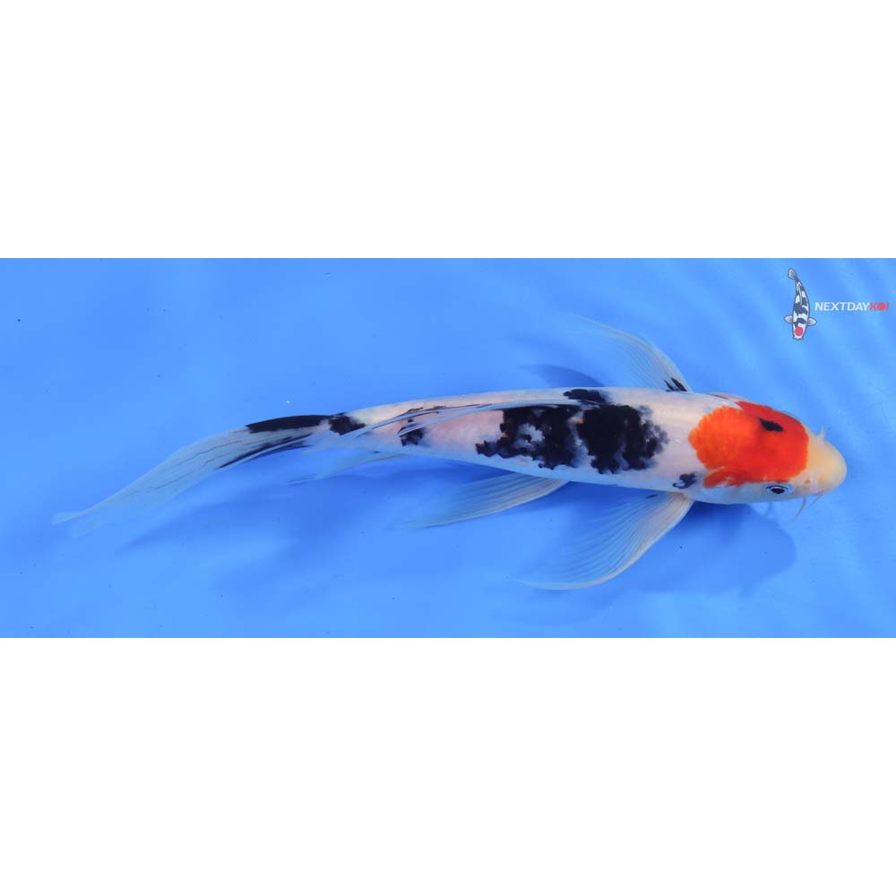 10” Imported Sanke Butterfly Koi