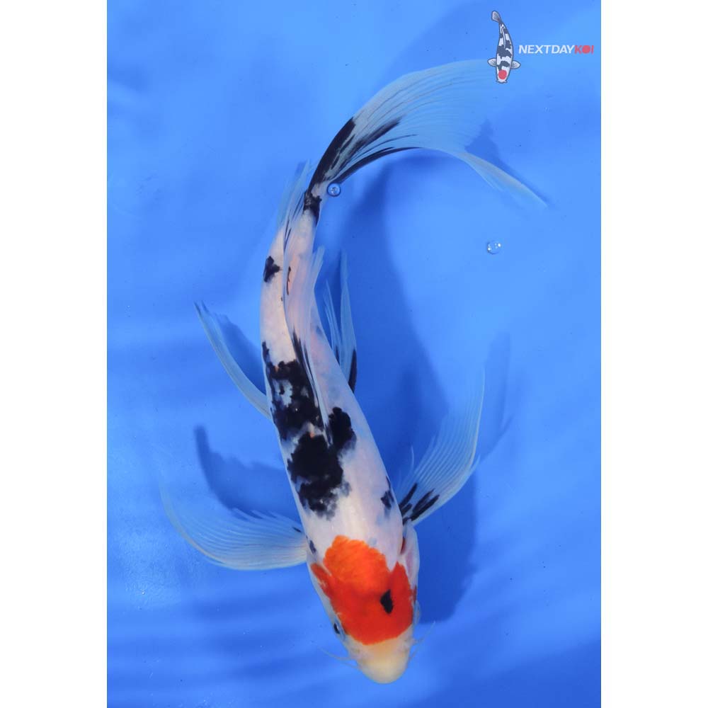 10” Imported Sanke Butterfly Koi