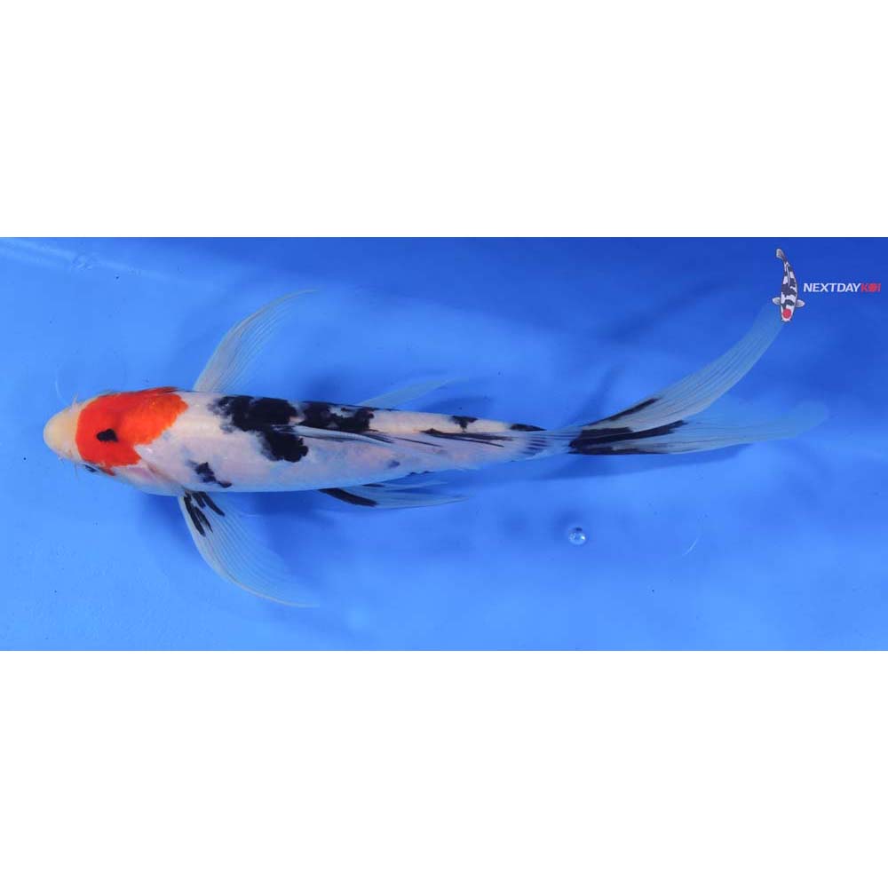 10” Imported Sanke Butterfly Koi
