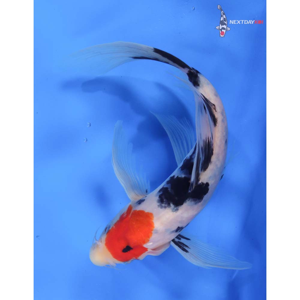 10” Imported Sanke Butterfly Koi
