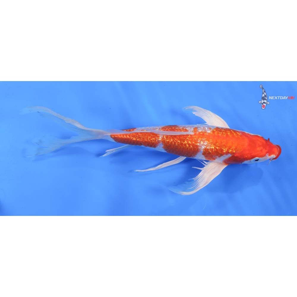 10” Imported Gin Rin Hariwake Butterfly Koi