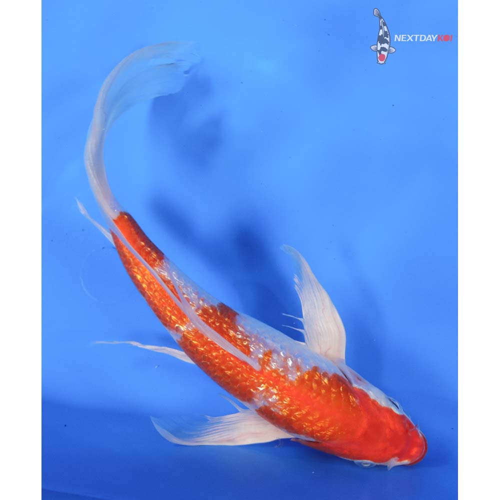 10” Imported Gin Rin Hariwake Butterfly Koi