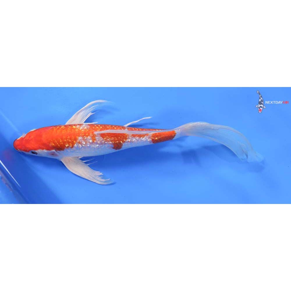 10” Imported Gin Rin Hariwake Butterfly Koi