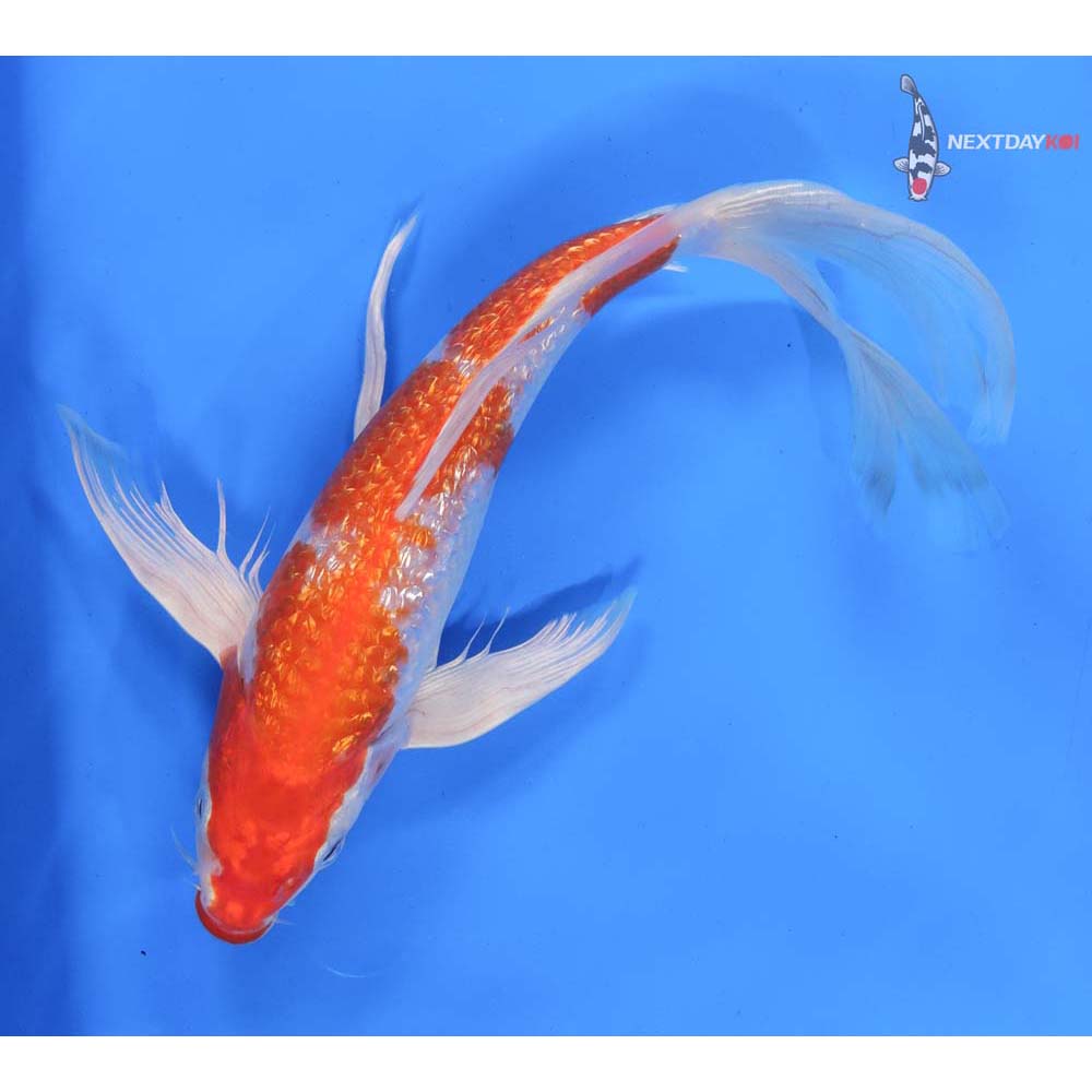 10” Imported Gin Rin Hariwake Butterfly Koi