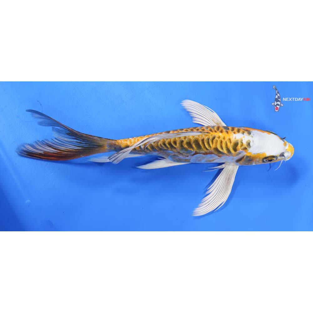 10” Imported Doitsu Kujaku Butterfly Koi