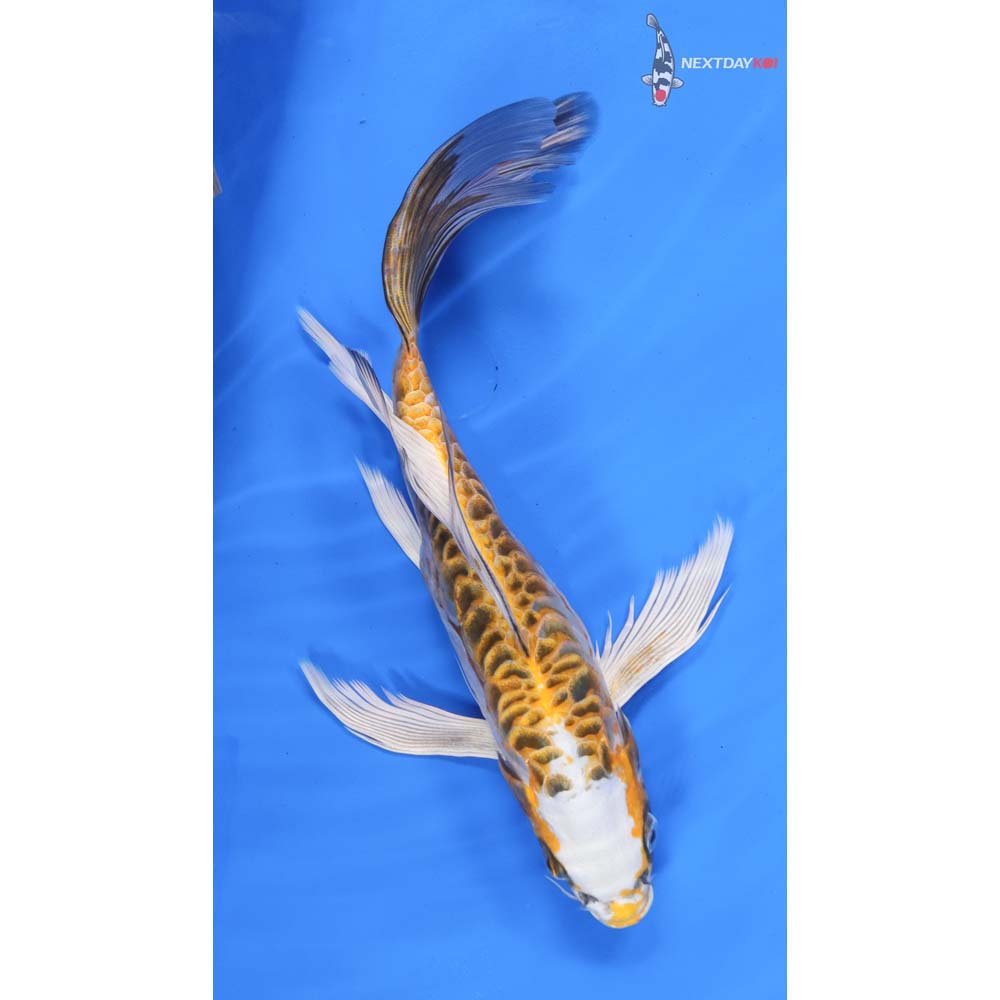 10” Imported Doitsu Kujaku Butterfly Koi