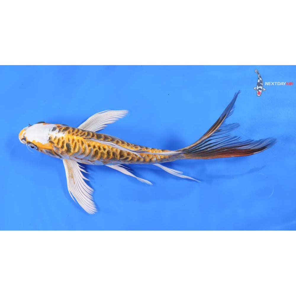 10” Imported Doitsu Kujaku Butterfly Koi