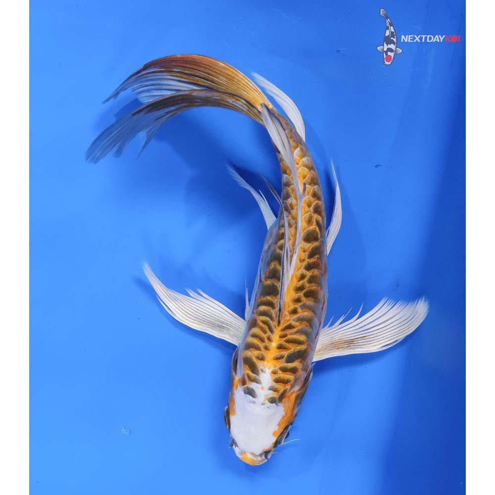 10” Imported Doitsu Kujaku Butterfly Koi