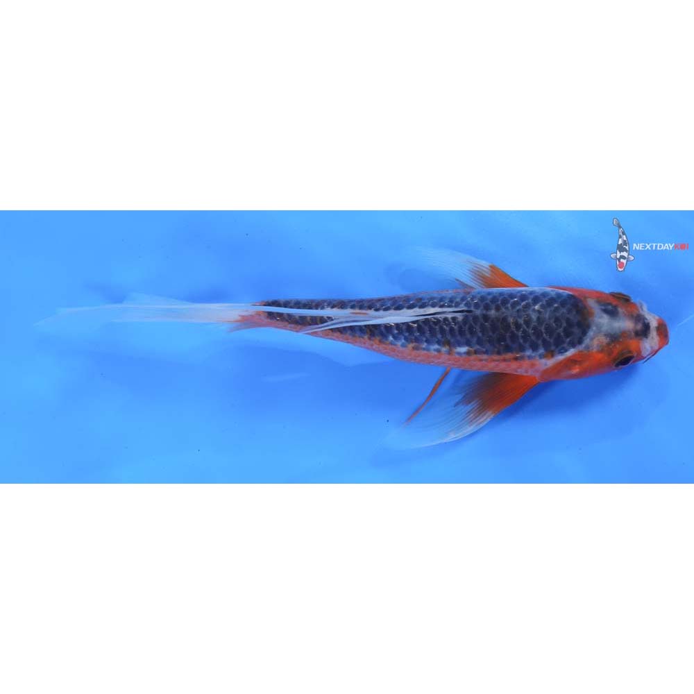 9.5” Imported Asagi Butterfly Koi