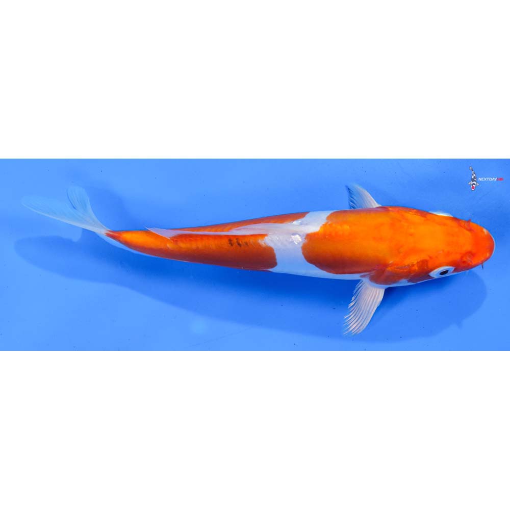 8.5” Imported Kikusui
