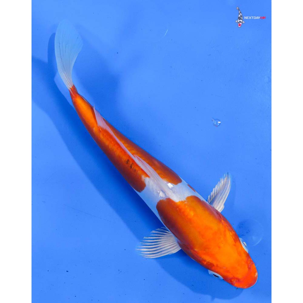 8.5” Imported Kikusui