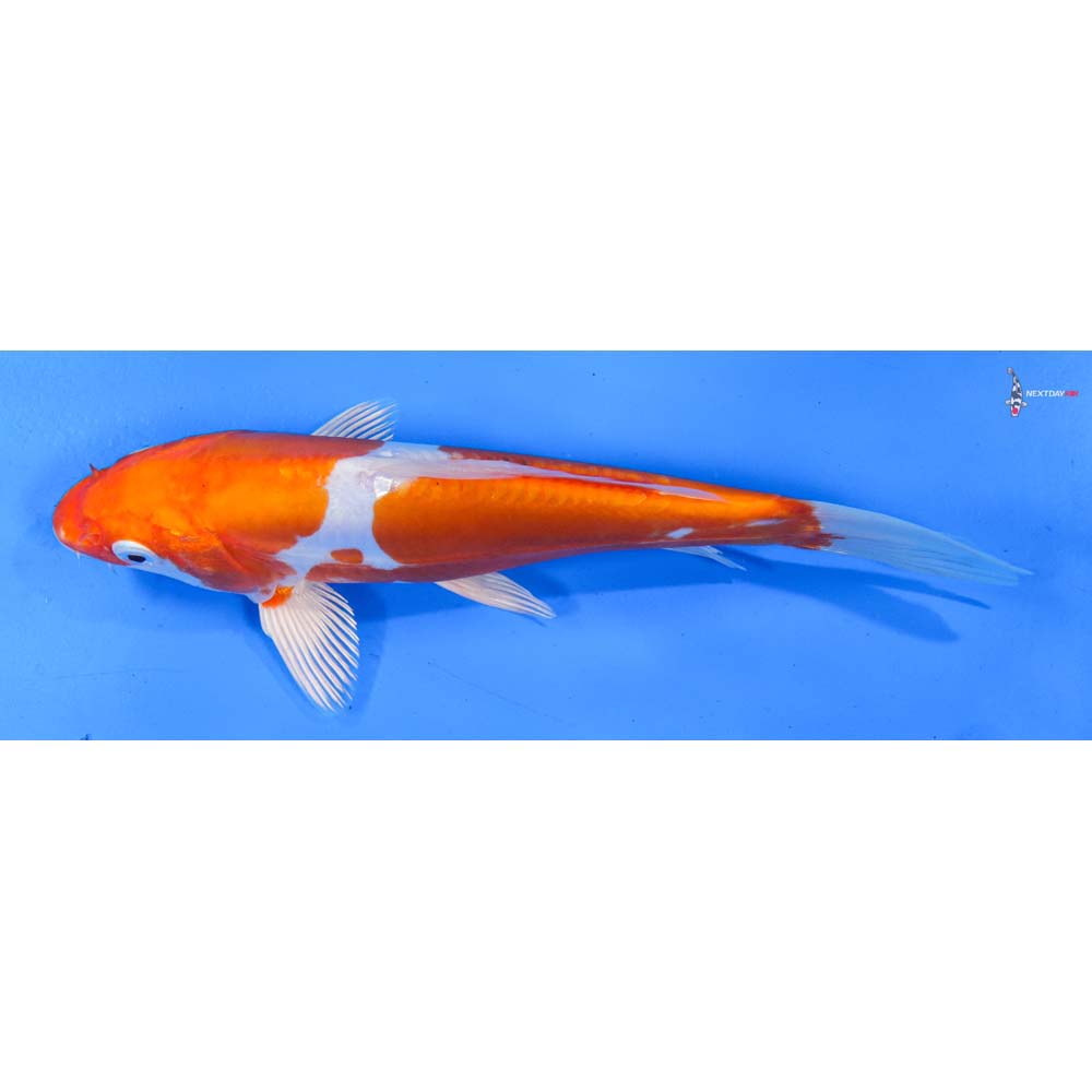 8.5” Imported Kikusui