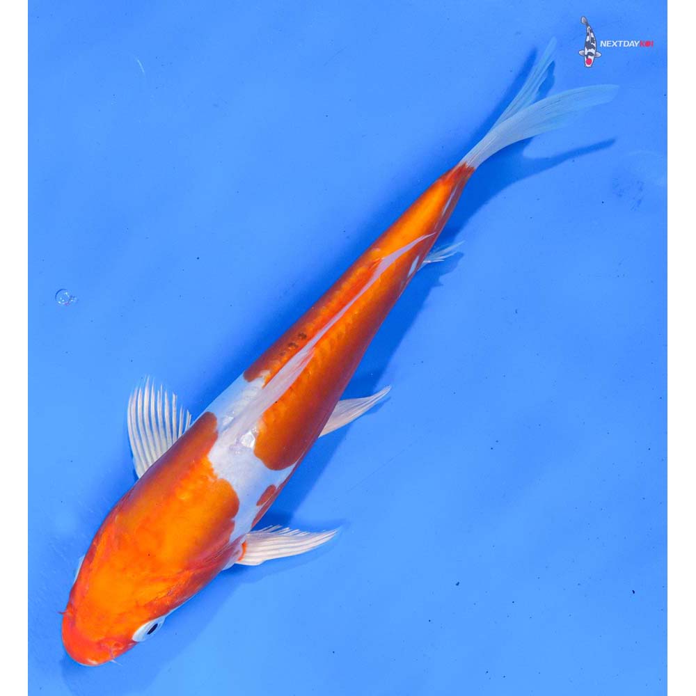 8.5” Imported Kikusui