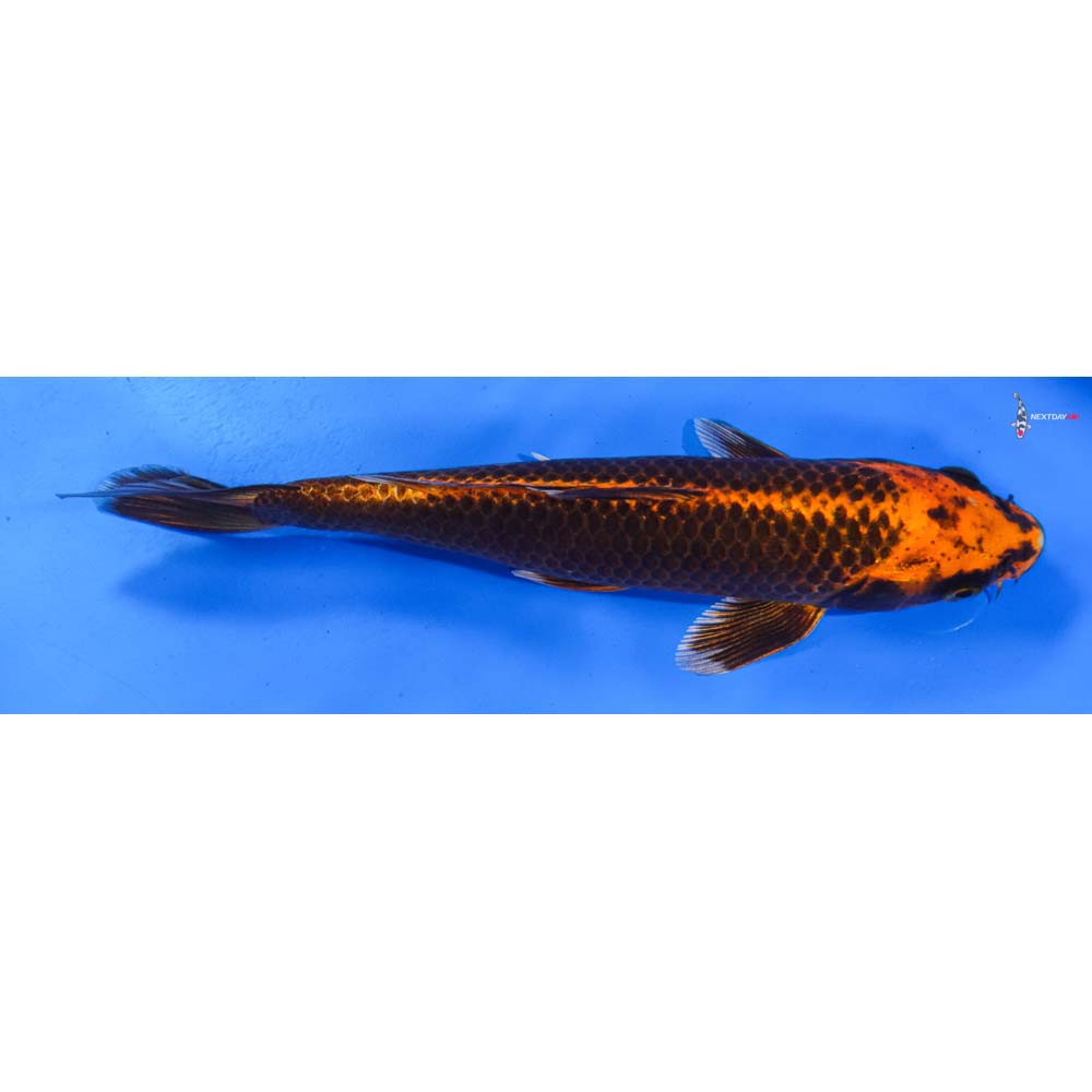 8.5” Imported Orenji Matsuba