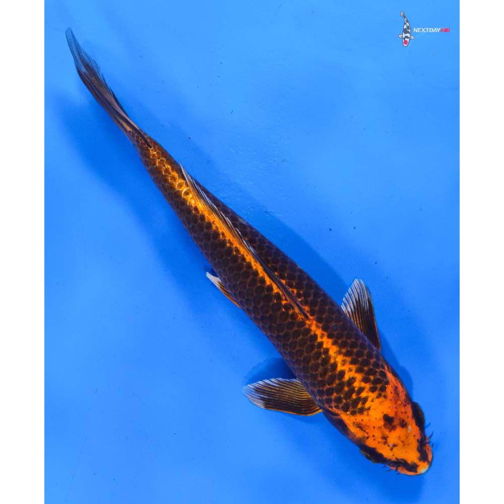 8.5” Imported Orenji Matsuba