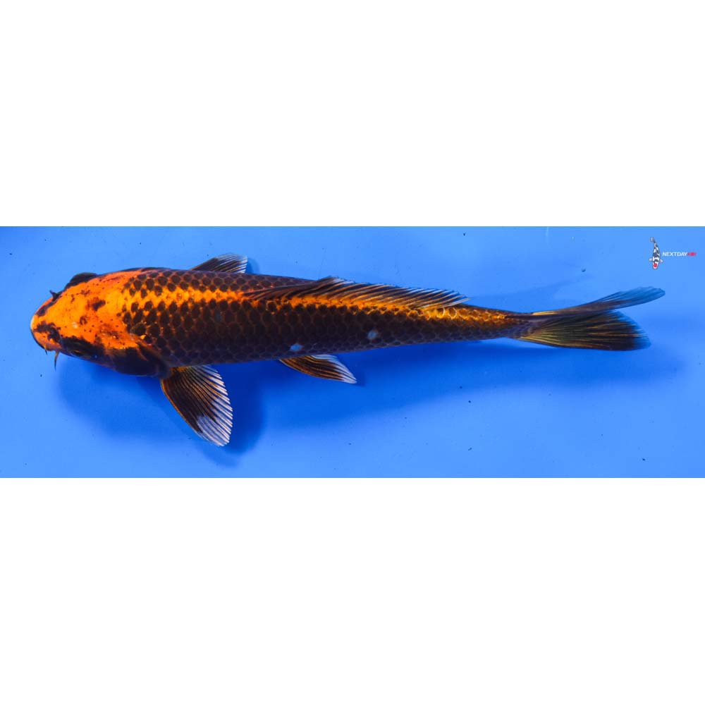 8.5” Imported Orenji Matsuba