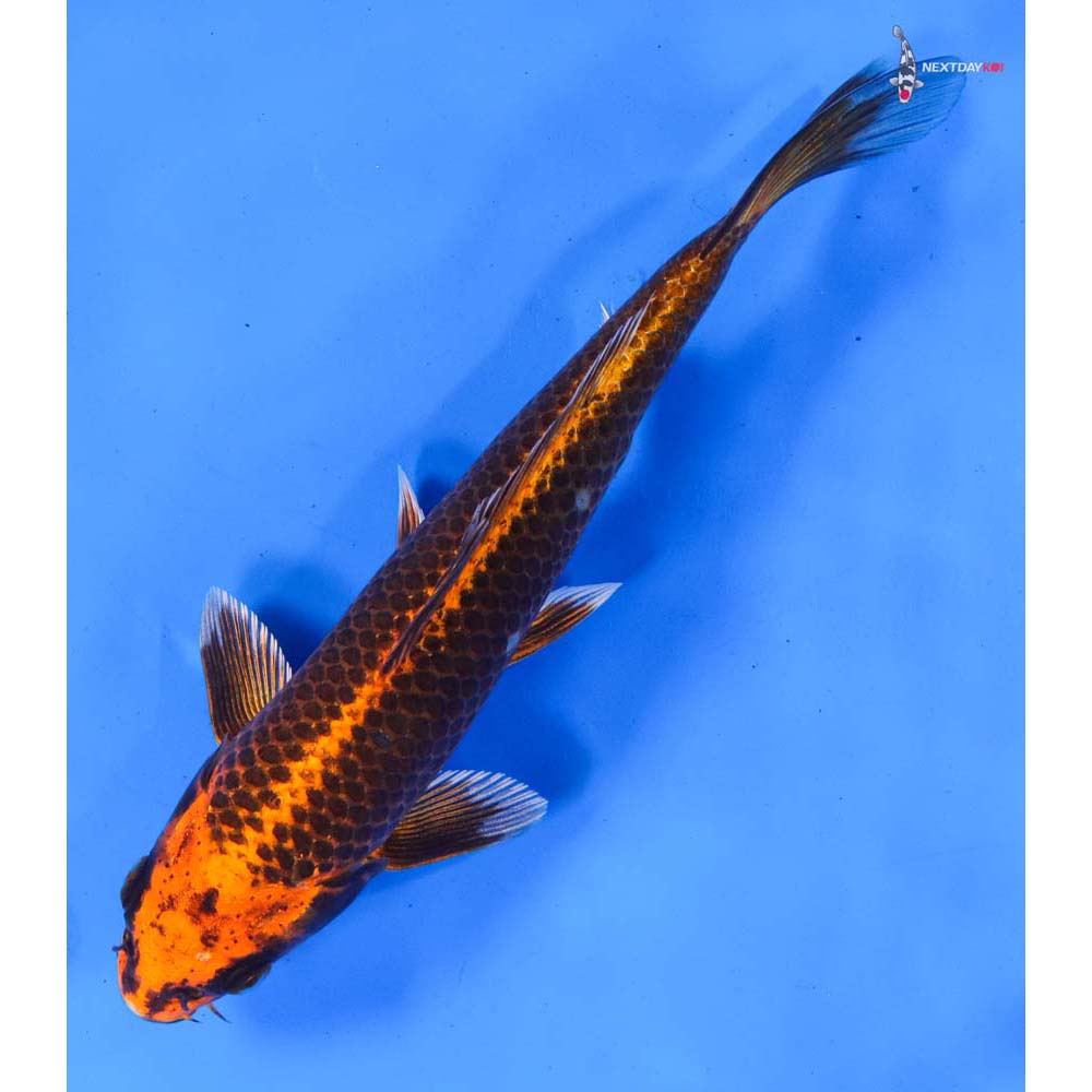 8.5” Imported Orenji Matsuba