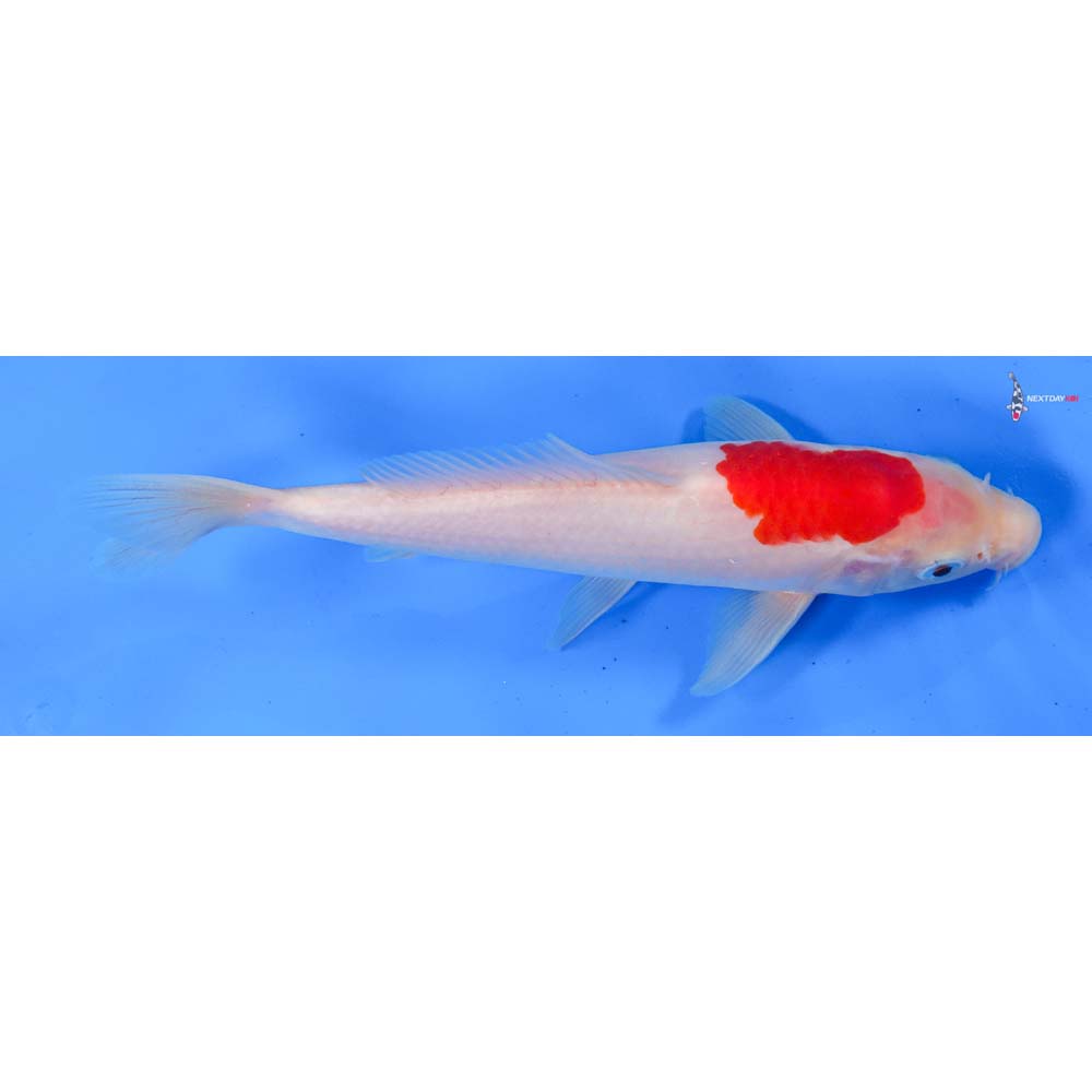 9” Imported Kohaku