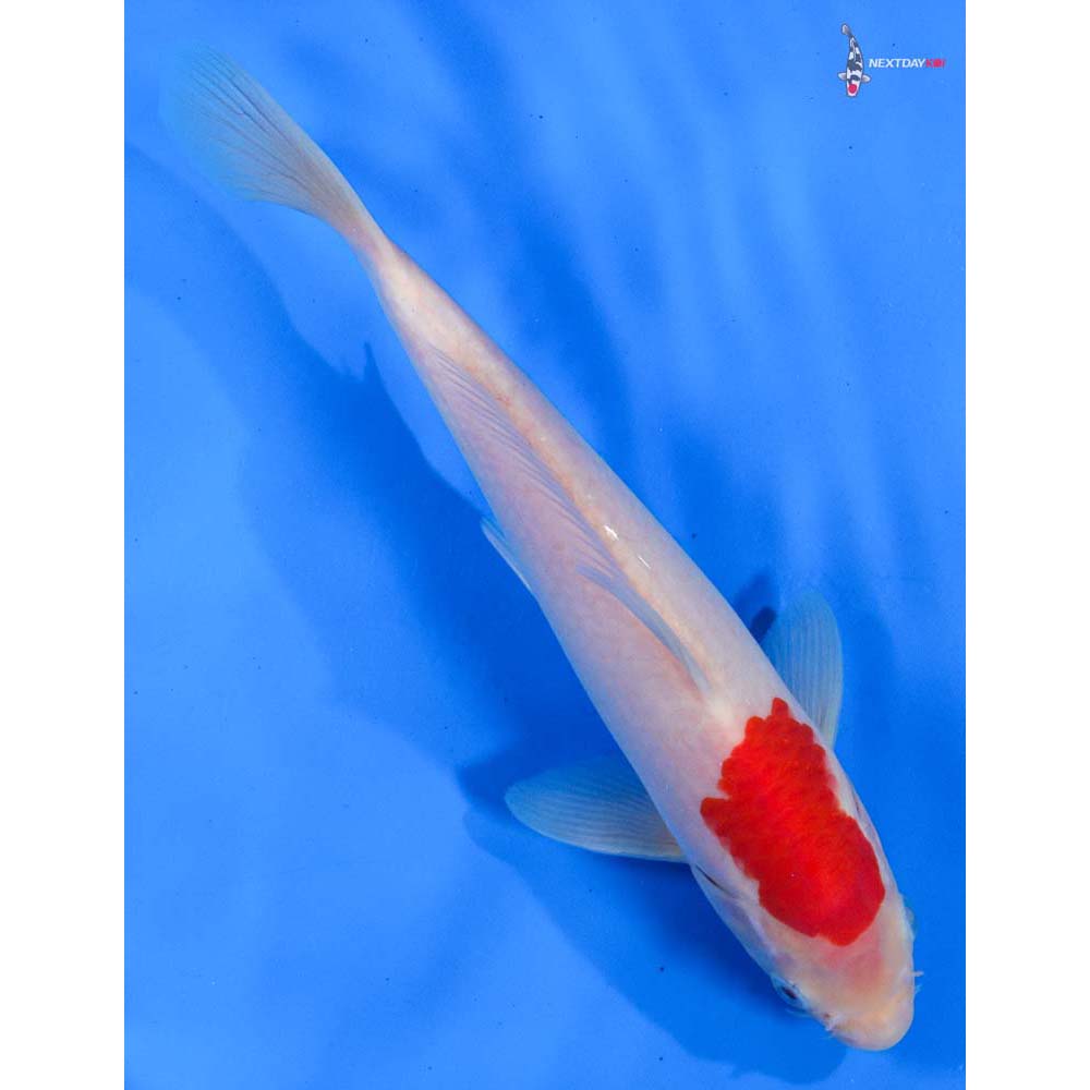 9” Imported Kohaku