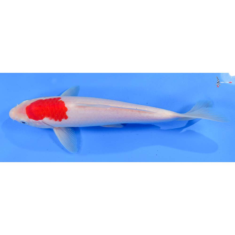 9” Imported Kohaku