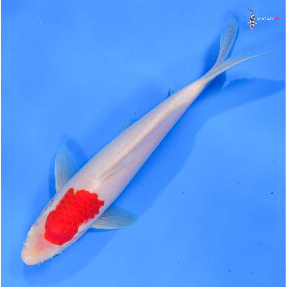 9” Imported Kohaku