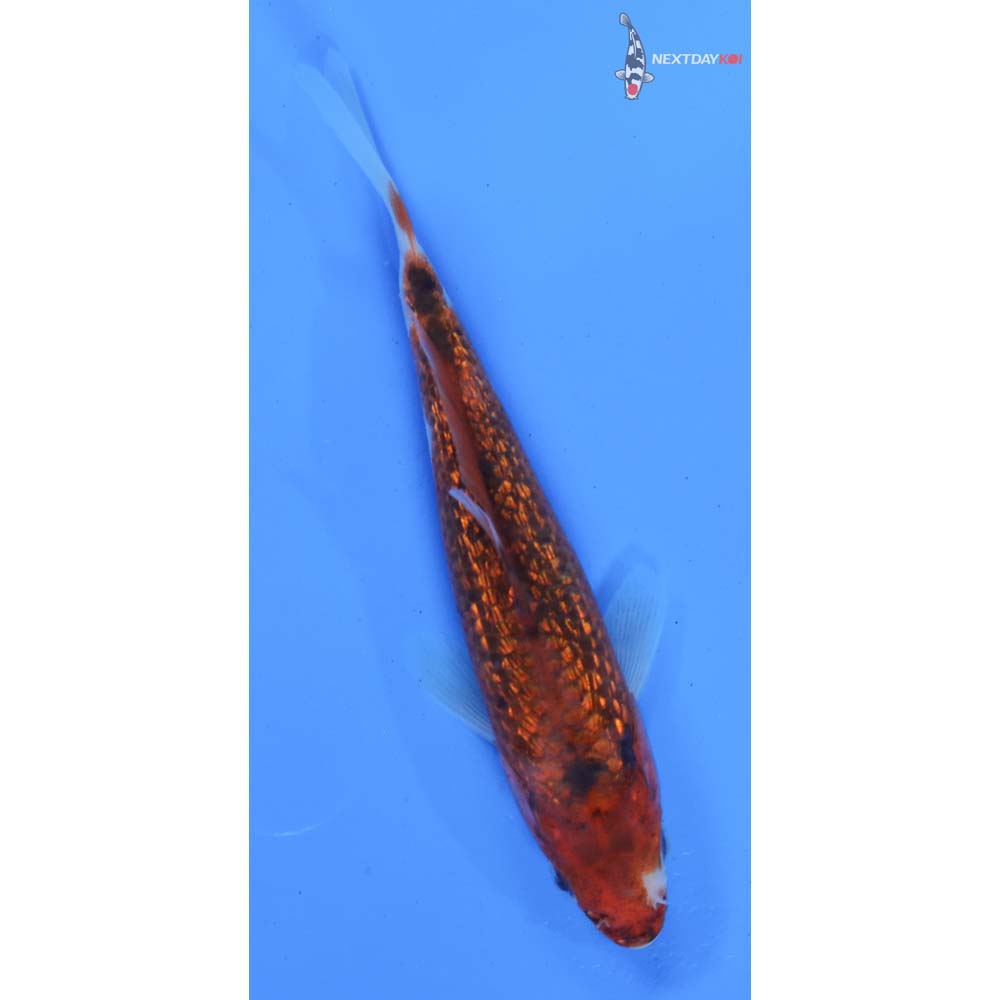 5” Imported Gin Rin Goromo