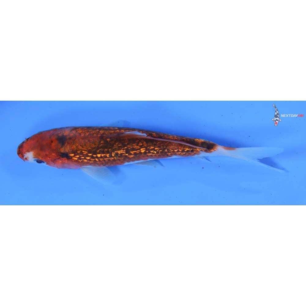 5” Imported Gin Rin Goromo