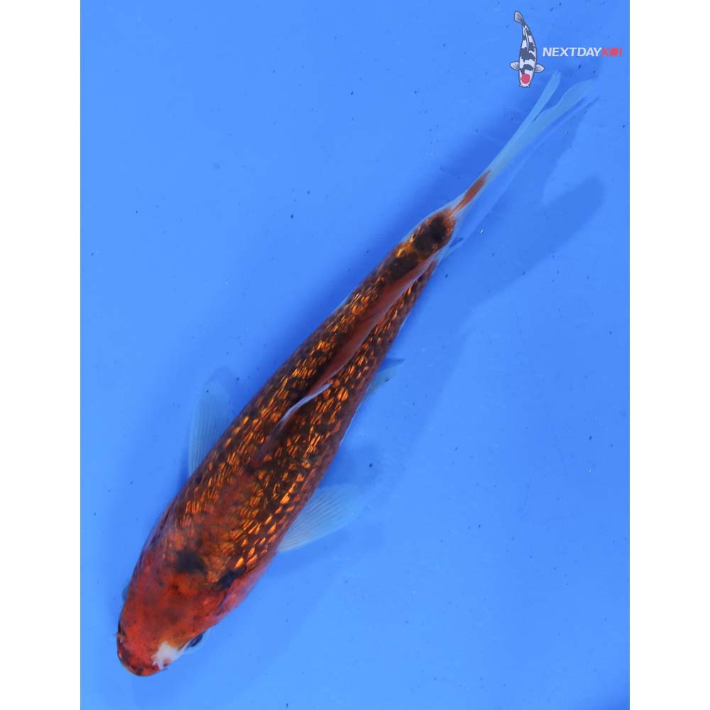 5” Imported Gin Rin Goromo