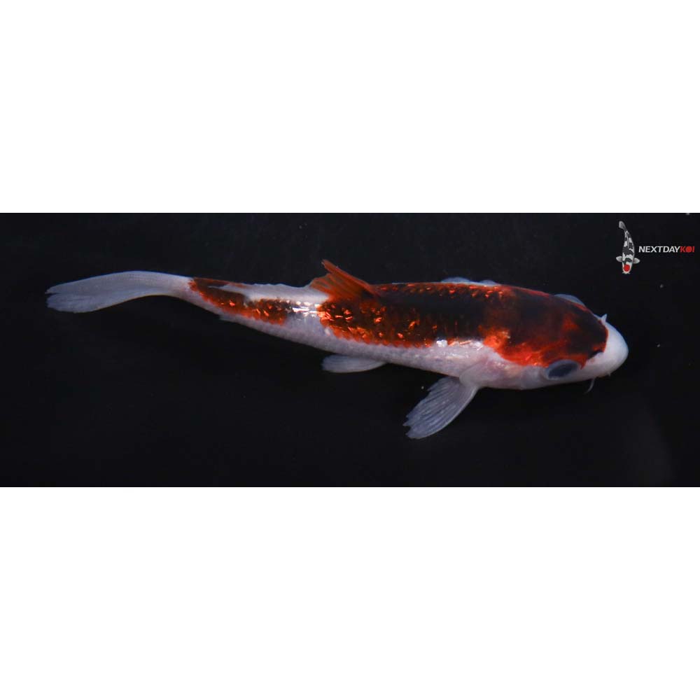 4.5” Imported Gin Rin Goromo