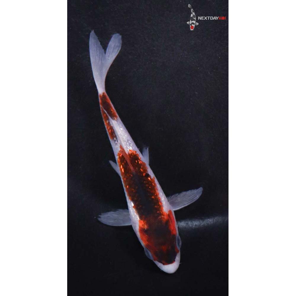 4.5” Imported Gin Rin Goromo