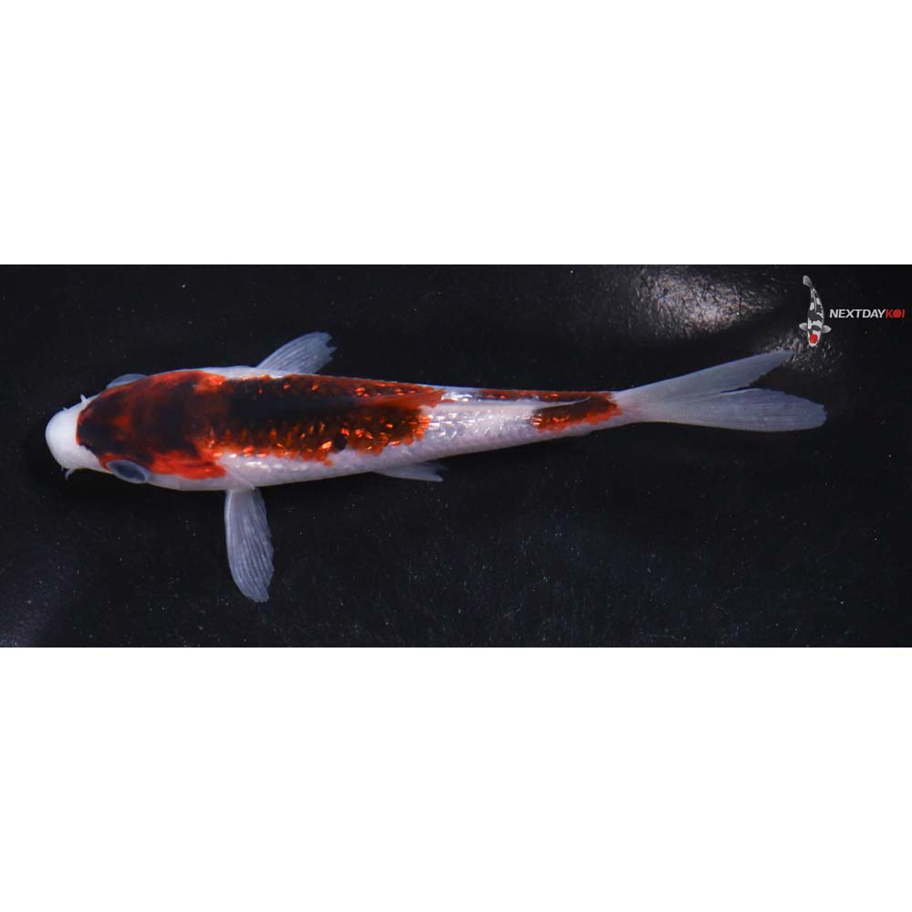 4.5” Imported Gin Rin Goromo